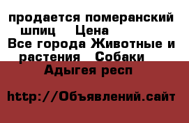 продается померанский шпиц  › Цена ­ 35 000 - Все города Животные и растения » Собаки   . Адыгея респ.